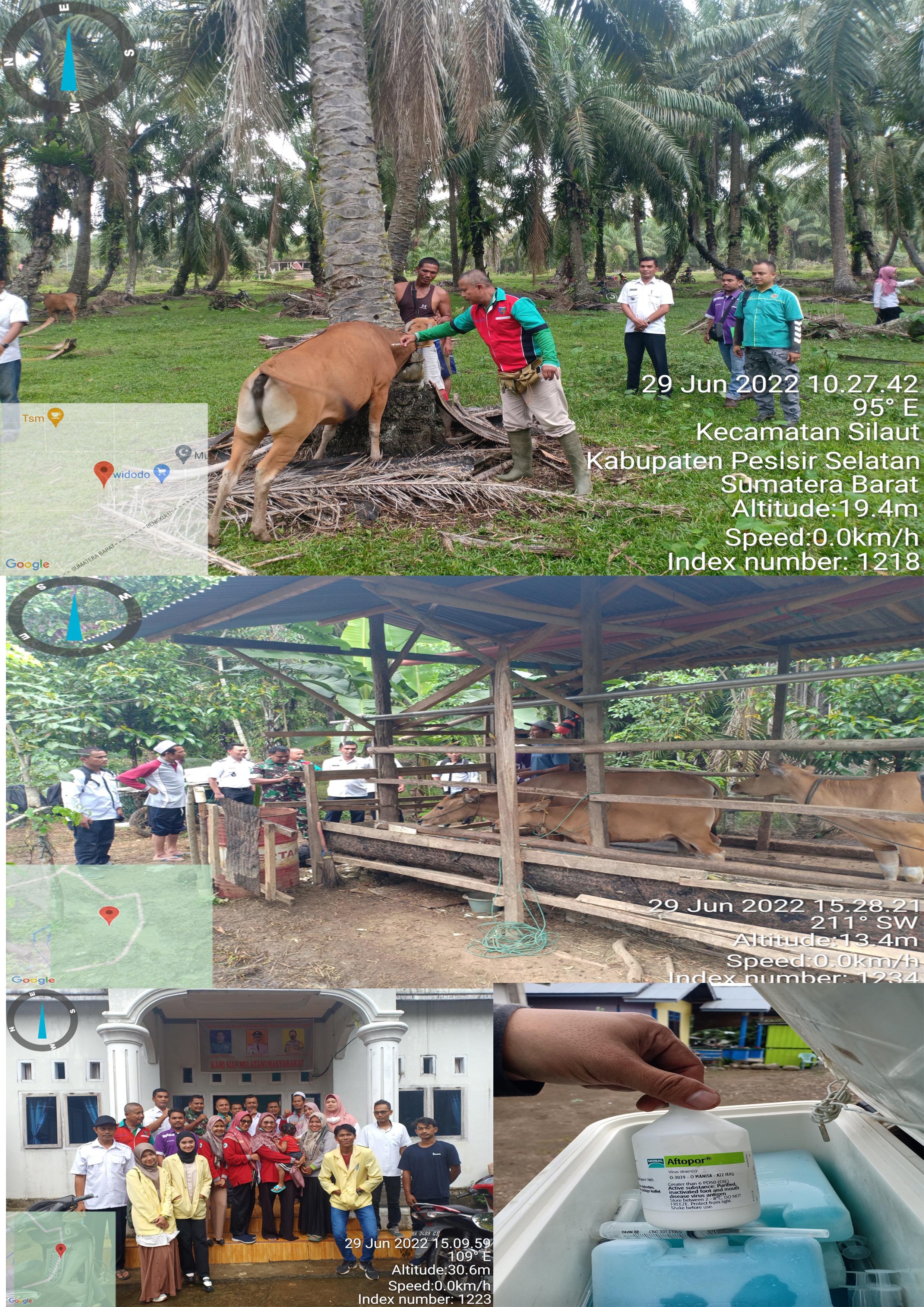 Vaksinasi Penyakit Mulut dan Kuku Pada Hewan Ternak di Kecamatan Silaut